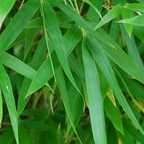 Pseudosasa japonica, Bambus