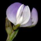 Psoralea pinnata, Psoralea