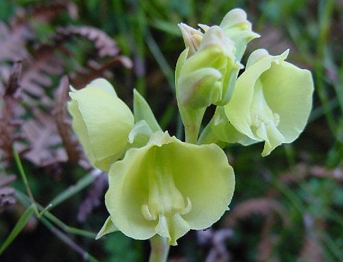 Pterygodium acutifolium orquídea semillas