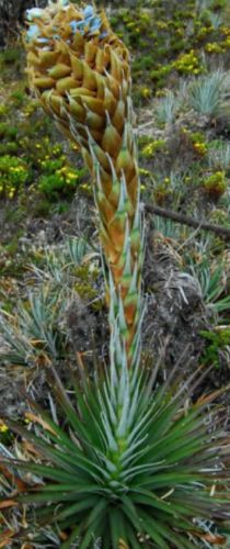 Puya dasylirioides Bromeliaceae graines