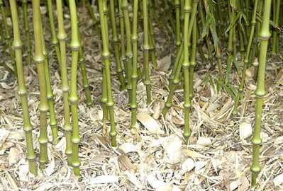 Qiongzhuea tumidinoda bambú de bastón semillas