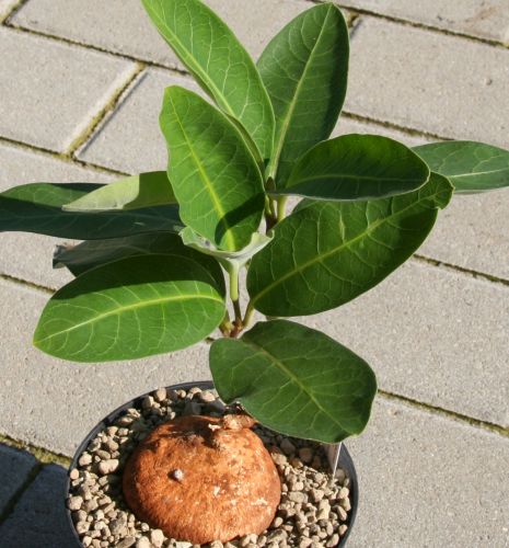 Raphionacme palustris Caudexpflanze Samen