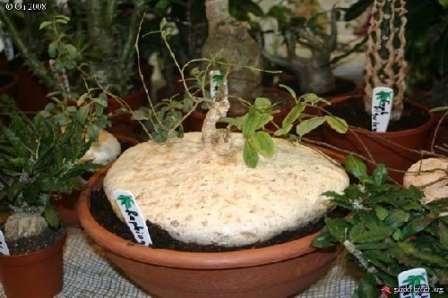 Raphionacme procumbens  semi