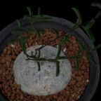 Raphionacme procumbens, Ascleps - Stapelias