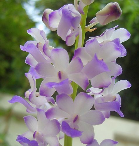 Rhynchostylis coelestis orquídea semillas