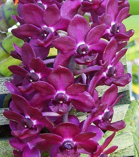 Rhynchostylis gigantea orchidées graines