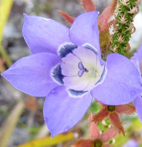 Roella ciliata fleur de cloche graines