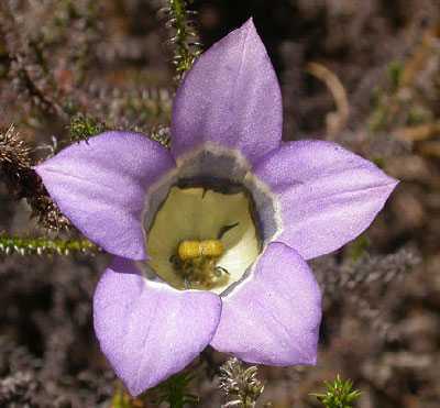 Roella ciliata campanita semillas