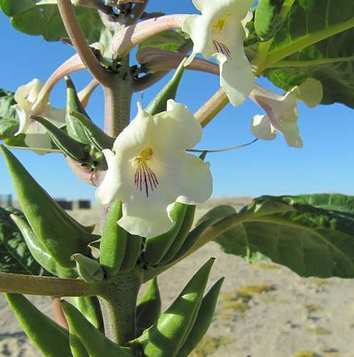 Rogeria longiflora Wüsten-Fingerhut  Samen