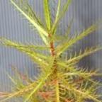Roridula dentata, Taupflanze