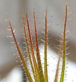 Roridula gorgonias planta carnívora semillas