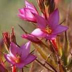 Roridula gorgonias, Taupflanze
