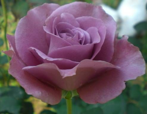 Rose Angel Rose violett Samen