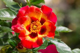 Rose Babylon Rose in rot und gelb Samen