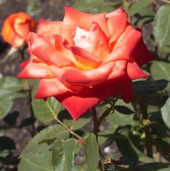 Rose France Rose orange-rot Samen
