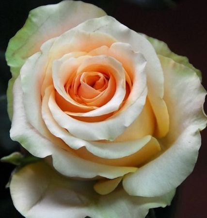 Rose Nectarine Rose crème-orange graines