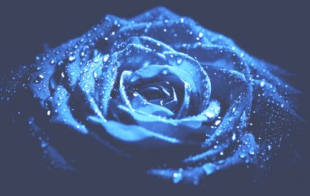 Rose Succubus Rose dunkelblau Samen