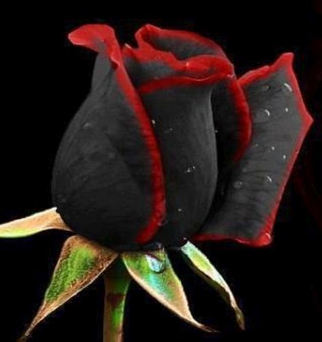 Rose black red edge  semi