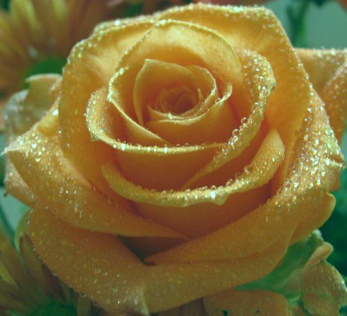 Rose gold goldfarbene Rose Samen