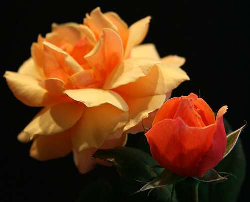 Rose orange  semi