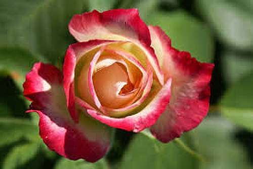 Rose rot-gelb Rose rayé rouge et jaune graines