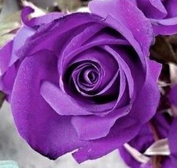 Rose violett Rose violeta semillas