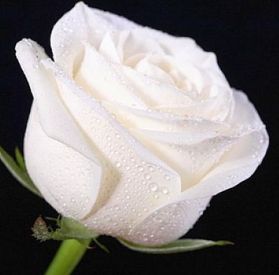 Rose weiss rosa bianca semi