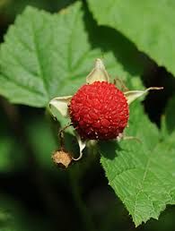Rubus parviflorus  semi