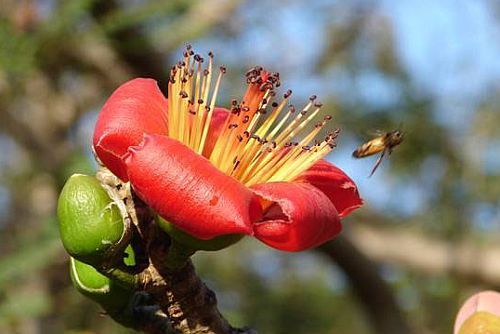 Salmalia malabarica roter Baumwollbaum Samen