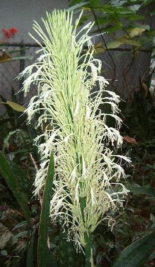 Sansevieria hyacinthoides cáñamo de cuerda semillas