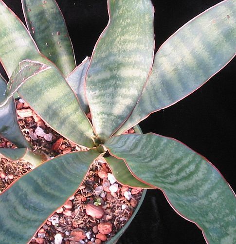 Sansevieria metallica planta serpiente semillas