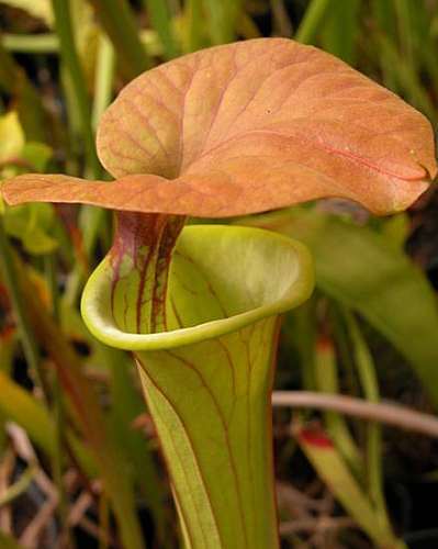 Sarracenia flava var. cuprea Kannenpflanze – fleischfressende Pflanze Samen