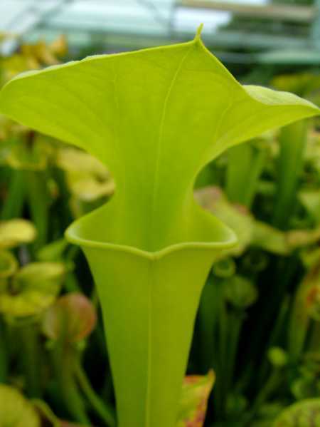 Sarracenia flava var maxima Sarracena, Planta de jarra Norteamericana, Plantas trompeta, Cuerno de caza semillas