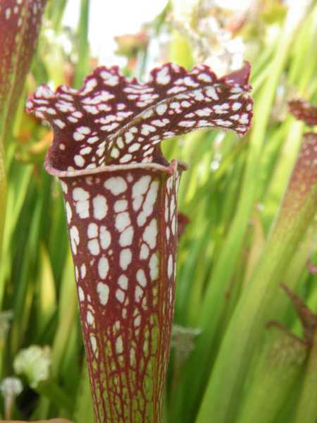 Sarracenia leucophylla fat pitchers Sarracena, Planta de jarra Norteamericana, Plantas trompeta, Cuerno de caza semillas