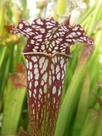 Sarracenia leucophylla fat pitchers Sarracena, Planta de jarra Norteamericana, Plantas trompeta, Cuerno de caza semillas