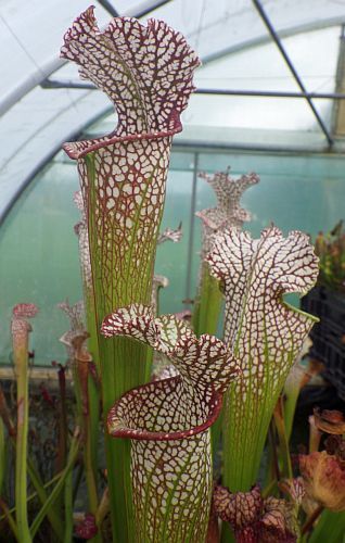 Sarracenia leucophylla red fat pitchers Sarracena, Planta de jarra Norteamericana, Plantas trompeta, Cuerno de caza semillas