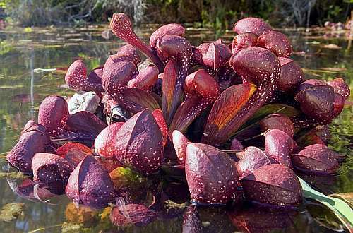 Sarracenia psittacina Gulf Giant Papageien-Schlauchpflanze – fleischfressende Pflanze Samen