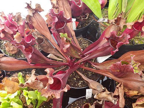 Sarracenia purpurea ssp. purpurea var. stolonifera Schlauchpflanze Kultivar purpurea var. stolonifera Samen