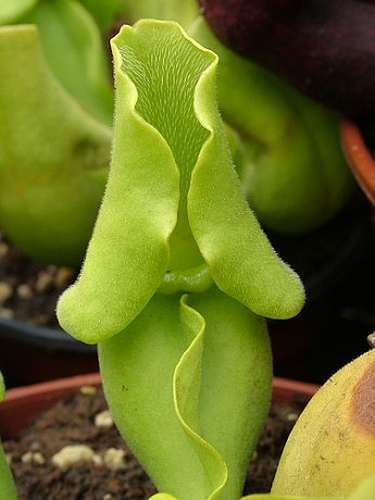 Sarracenia purpurea ssp. venosa pallidiflora  semillas