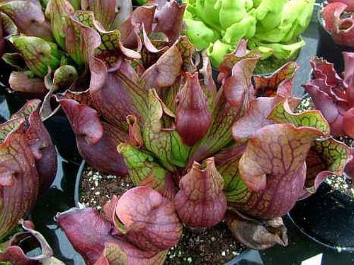 Sarracenia purpurea var purpurea Switzerland giant Sarracena, Planta de jarra Norteamericana, Plantas trompeta, Cuerno de caza semillas