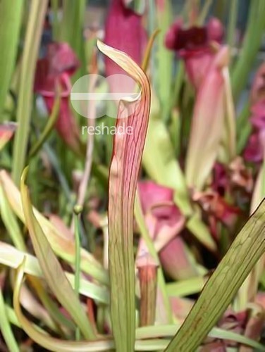 Sarracenia rubra braunrote Schlauchpflanze Samen