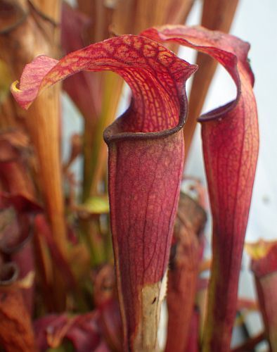 Sarracenia rubra ssp. Jonesii Cesars Head sarracénie cultivar Jonesii Cesars Head graines