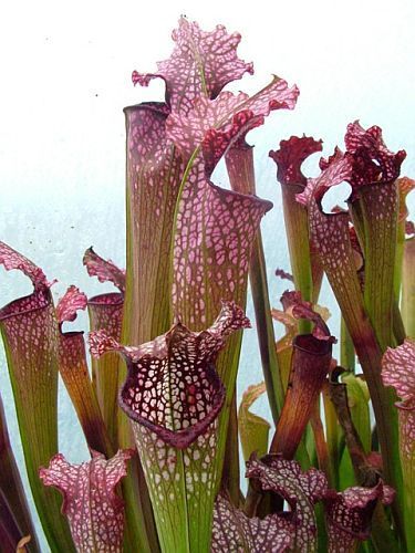 Sarracenia x excellens pink big form  Семена