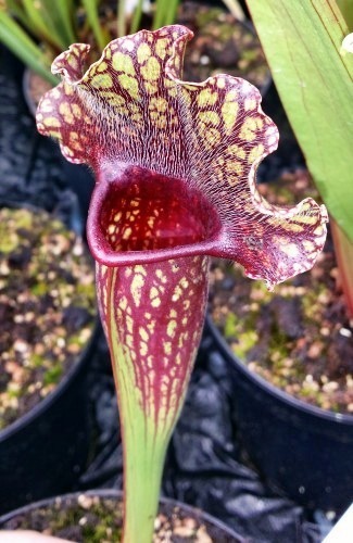 Sarracenia x mitchelliana dark red plant Mitchells Schlauchpflanze Samen