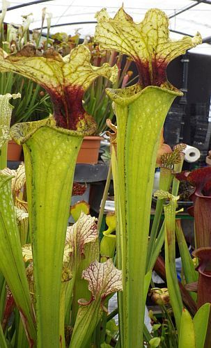 Sarracenia x moorei Boga Leiden Sarracena, Planta de jarra Norteamericana, Plantas trompeta, Cuerno de caza semillas