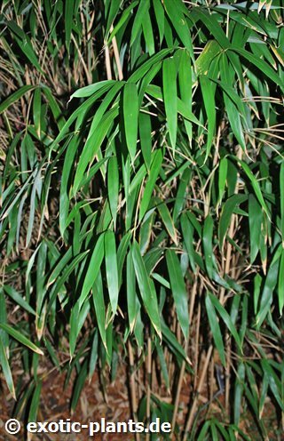 Sasa palmata bambou graines