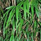 Sasa palmata, Bambus