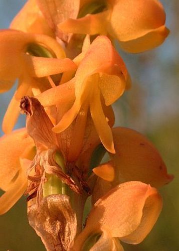 Satyrium coriifolium orquídea semillas