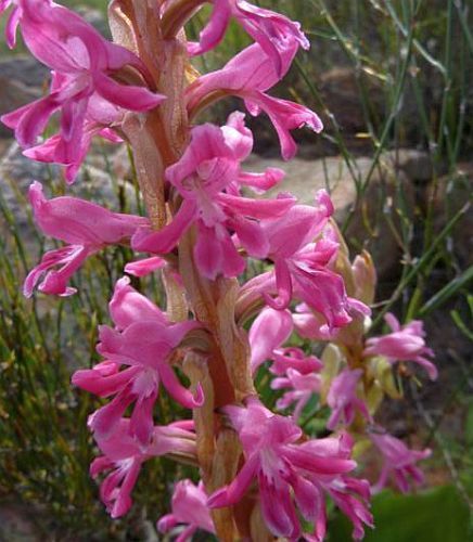 Satyrium erectum Orchidee - Orchideen Samen