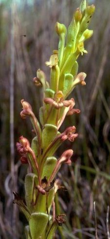 Satyrium foliosum Orchidee - Orchideen Samen